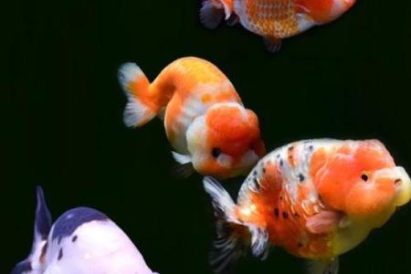 属鸡的家里养什么样子的风水鱼好？