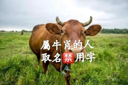 适合下午2点出生的属牛男孩的好听的名字姓名