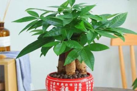 风水旺财_客厅旺财植物有哪些呢
