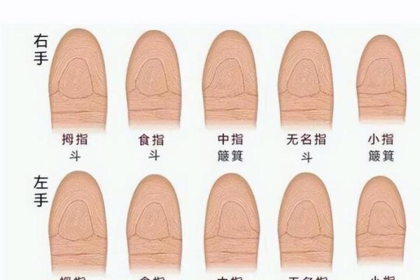 4个斗的男人是什么命 手指斗的数量代表什么命