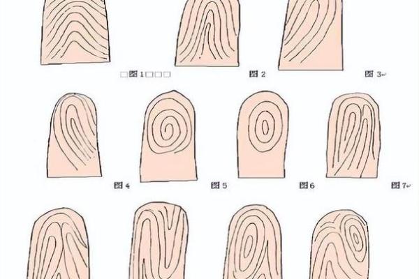 4个斗的男人是什么命 手指斗的数量代表什么命