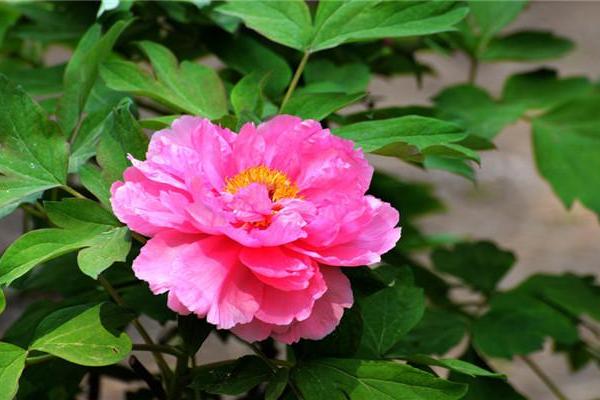 妇女节来了12星座女生会迎来什么好消息