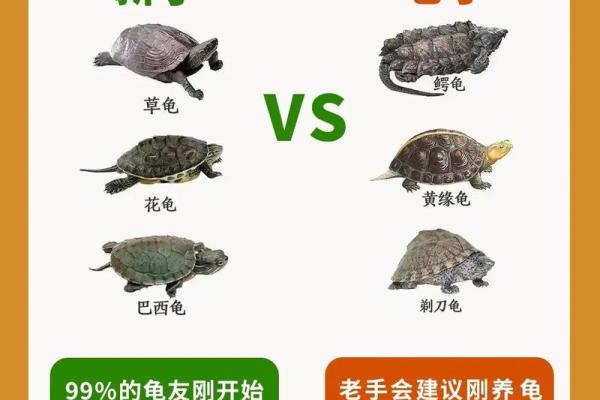 风水上养龟为什么不能养双,有这说法吗-