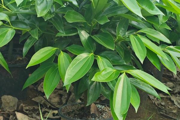 平安树风水攻略：如何利用风水安排平安树