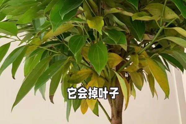 平安树风水攻略：如何利用风水安排平安树