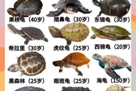 哪个生肖不宜养龟风水好不好