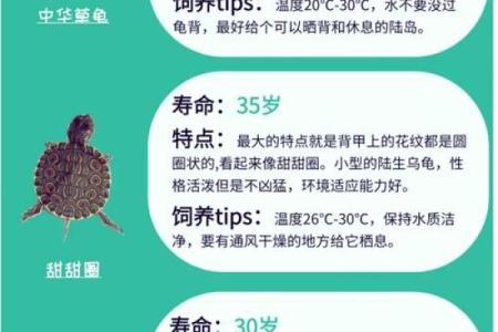 风水上养龟为什么不能养双,有这说法吗-