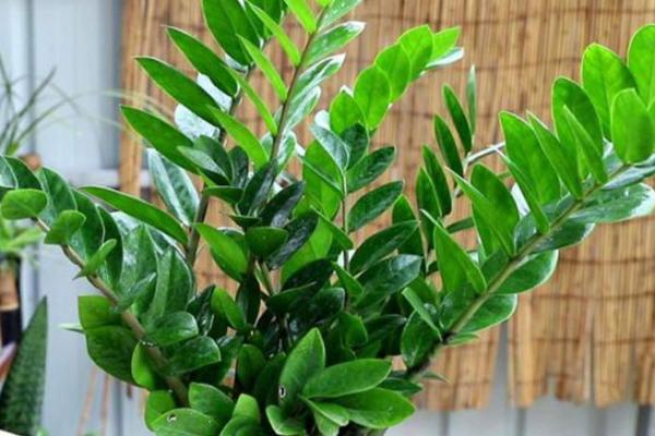 家里装修放什么植物，对风水好