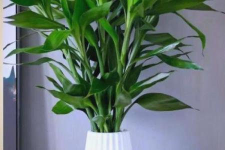 家里装修放什么植物，对风水好