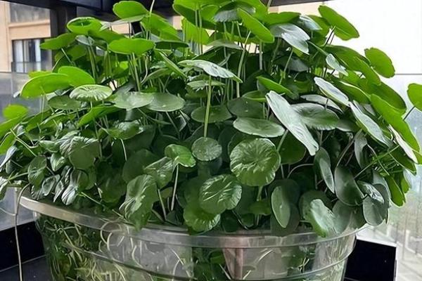 阳台植物摆放旺财风水 阳台植物摆放旺财风水