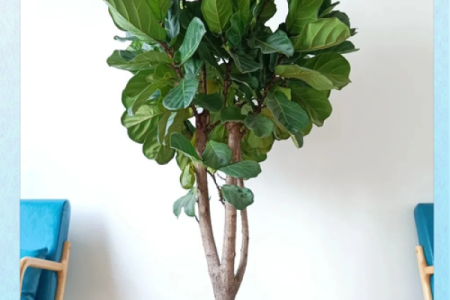 阳台植物摆放旺财风水